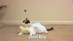 cat,animals,kitty,play,ghost