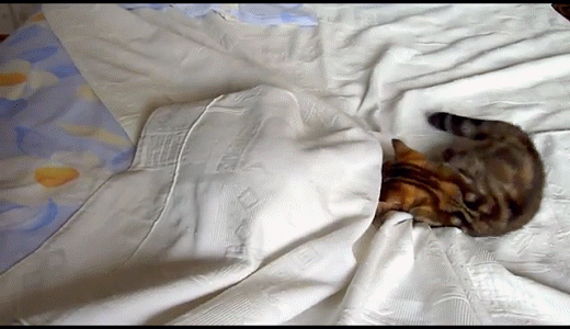 Гифы под одеялом. Кот под одеялом гифка. Кот стаскивает одеяло. Котик укрывает одеялом. Гифка кот одеяло.