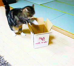 Сколько кошек можно засунуть в коробку. Кошка в коробке. Котенок в коробке подарок. Кошка в подарочной коробке. Кот коробка гиф.