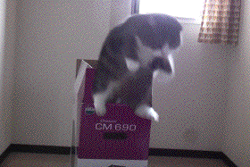 cat,funny cat,cat jump