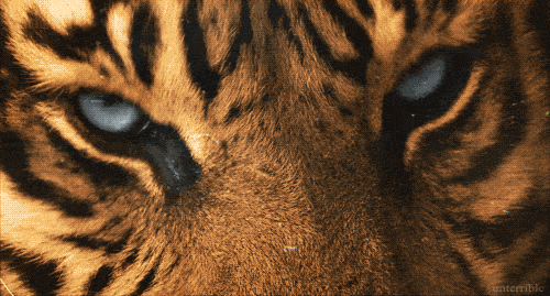 tiger,blue,eyes