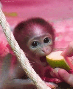apple,monkey
