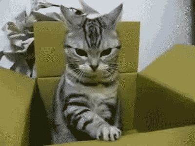 cat,no,meme,box