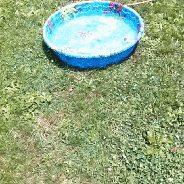 pool,dog,summer