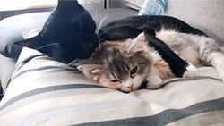 kitten,cat,personal