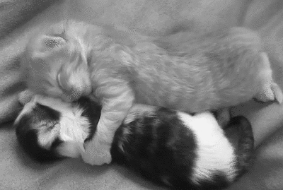 hug,black and white,kitty,cute kitty