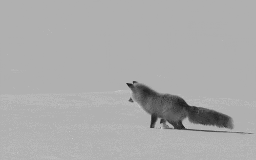 jumping,fox,snow,animals