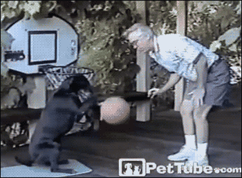basketball,sports,animals,dog