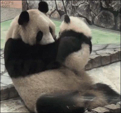 kiss,cute,love,animals,panda