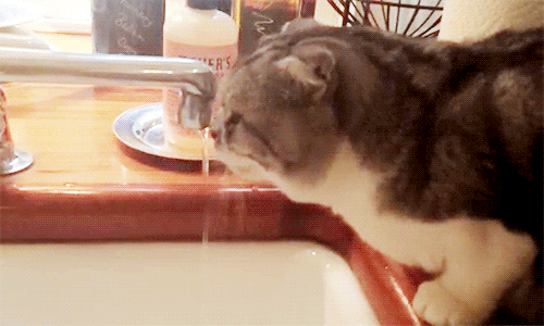 drinking,cat,water