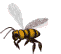 bees,transparent