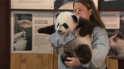 giant panda,animals,baby,adorable,panda,cute animal