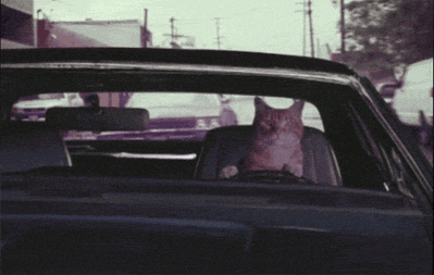 car,cat,driving