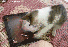 playing,funny,cat,game,animals,funny animals,funny things