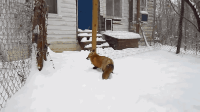 animals,fox,snow