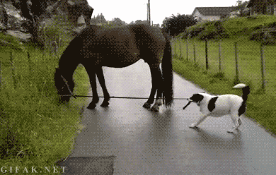 vs,horse,dog