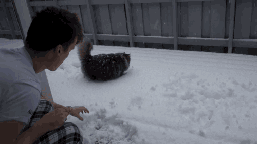 cat,animals,snow