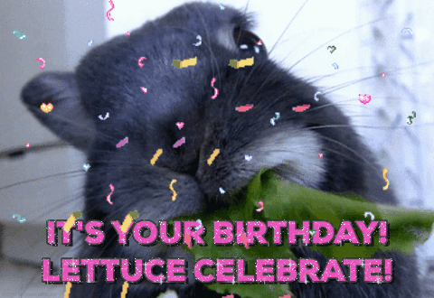 lettuce celebrate,lettuce,birthday,happy birthday,pun,chuber