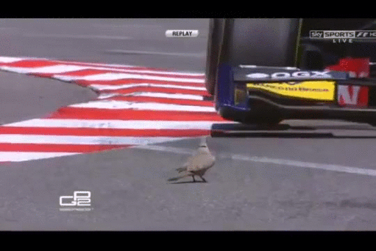 bird,race,car
