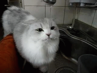 adorable,cat,kitty,water