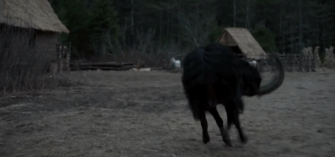 horror,2016,the witch,robert eggers