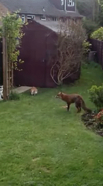 fox,cats
