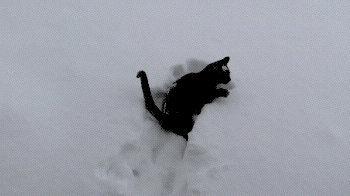 snow,cat,animals