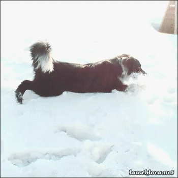 dog,animals,snow