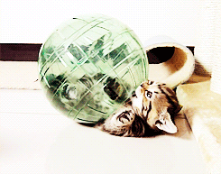kitten,ball,animals,playing