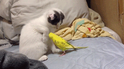 bird,cat