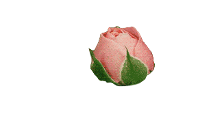 png,transparent,rose,pink,bloom