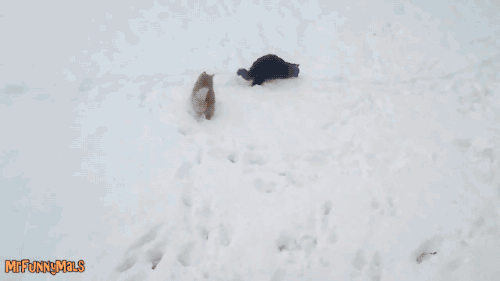 cat,dog,animals,snow