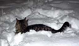 winter,cat,snow,cats playing in snow,cat snow angel