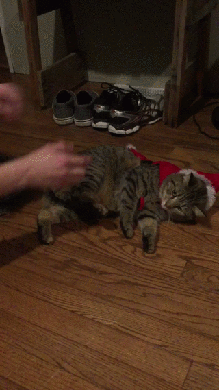 cat,christmas