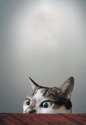 cat,eyes