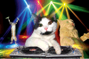 singing,disco,music,fun,dj,karaoke,divertidos,dancing,party,cats
