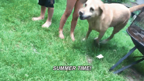dog,labrador,lab,swimming,pool,summer time,dog swimming