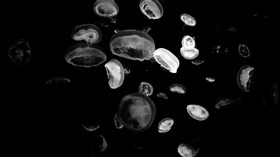 jellyfish,underwater,nice,life,light,ocean,lights