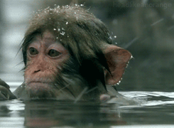 monkey,swimming,animals,patting