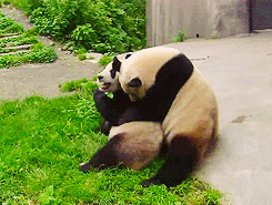 panda,playing,mom,animals,baby,wrestling
