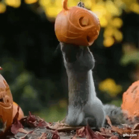 Squirrel costume GIF.