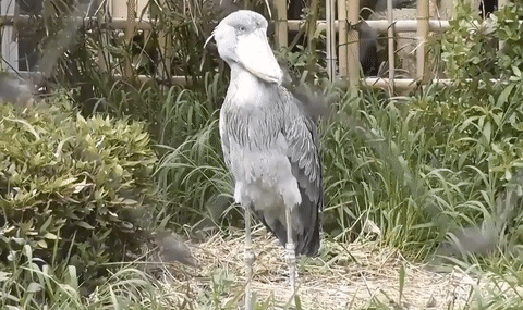 bird,shoebill stork,friday,shake it off