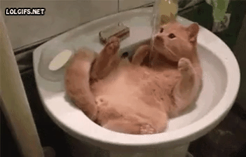 cat,sink,reaction,mood