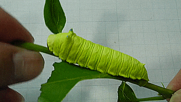 caterpillar,squeaks