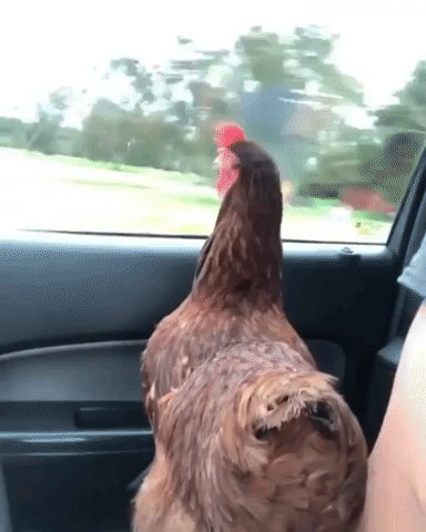 chicken,rooster,driving,scenery