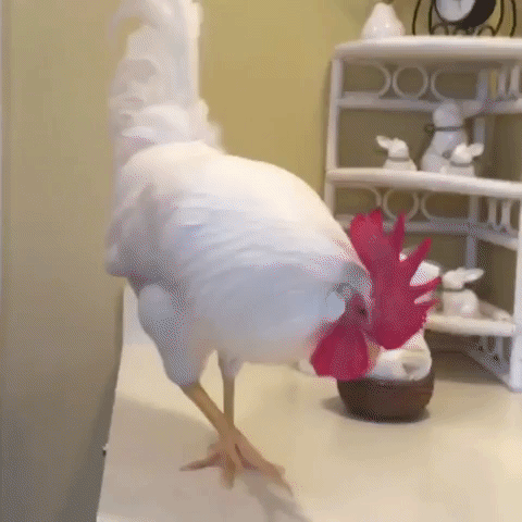 chicken,looks,mirror,reflection,a chicken,looking at self