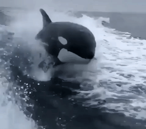 orca,killer whale,orcas