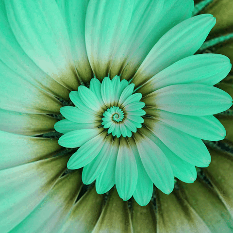 biology,natural,flower,ecology,plants,bloom,spring,nature,infinity,infinite,colorful,blooming,endless,beauty,life,beautiful,hypnotic,plant,konczakowski,spiral,daisy,hypnosis,blossom,teal,petals,botany
