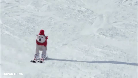 skiing,dogs,japan,commercials,inu,softbank