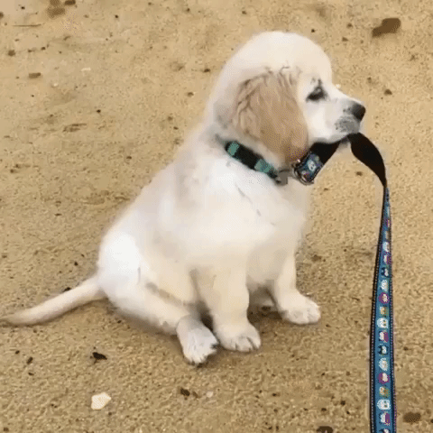 aww,puppy,leash,cute,eyebleach